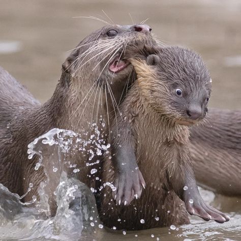 Comedy Wildlife Photography, Otters Cute, Animal Templates, Photography Wildlife, Baby Otters, River Otter, Funny Animal Photos, Dog Photograph, Sea Otter