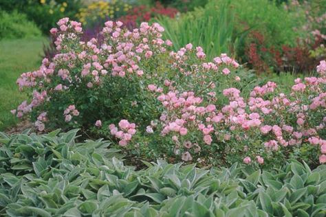 Rosa 'The Fairy' (Polyantha Rose) Polyantha Rose, Magnolia Little Gem, Flowering Hedge, Rose Companion Plants, Flower Hedge, Fairy Rose, Cranesbill Geranium, Cottage Roses, Front Yard Garden Design