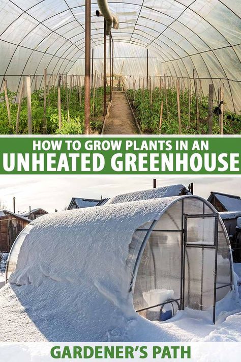 Greenhouses don’t need to be heated to help you extend the growing season. It’s possible to grow tons of crops year-round without supplemental heat. Gardener’s Path helps you figure out how to use an unheated greenhouse to its fullest potential. Learn more in our complete guide. #gardening #greenhouse #gardenerspath Diy Greenhouse For Cold Climate, Large Diy Greenhouse, Zone 5 Greenhouse, Greenhouse In Michigan, Year Round Greenhouse Canada, How To Greenhouse, Affordable Greenhouse Diy, Unheated Greenhouse Growing, Greenhouse Temperature Control