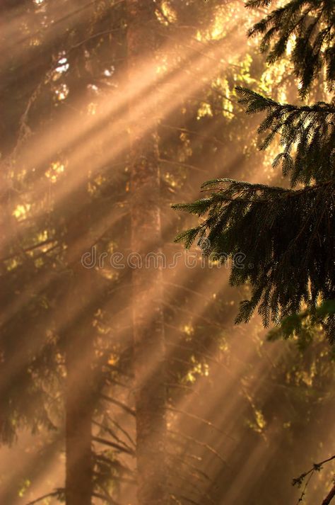 Sun Rays On Face, Sun Ray Aesthetic, Sun Flare Photography, Sun Asethic, Sun Astethic, Sun Powers Aesthetic, Sun Rays Aesthetic, Sun Light Aesthetic, Morning Sun Aesthetic