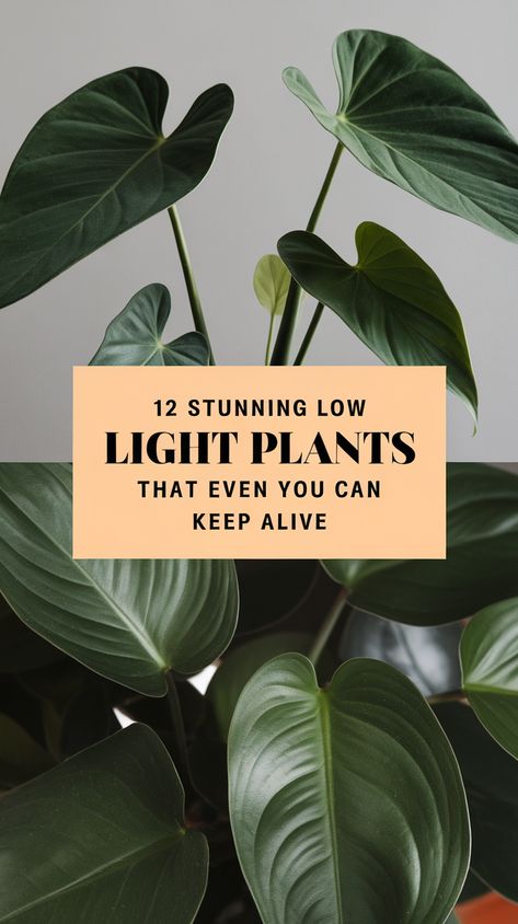 12 Stunning Low Light Plants That Even You Can Keep Alive (Trust Us, #6 is a Game-Changer!) Indoor Plants That Don’t Need Sunlight, Easy Indoor Plants Low Lights, Indoor Plant Lighting Ideas, Best Indoor Plants For Low Light, Plant Lights Indoor Setup, Low Light Plants Indoor, Low Light House Plants, Indoor Plants Low Light, Houseplants Low Light