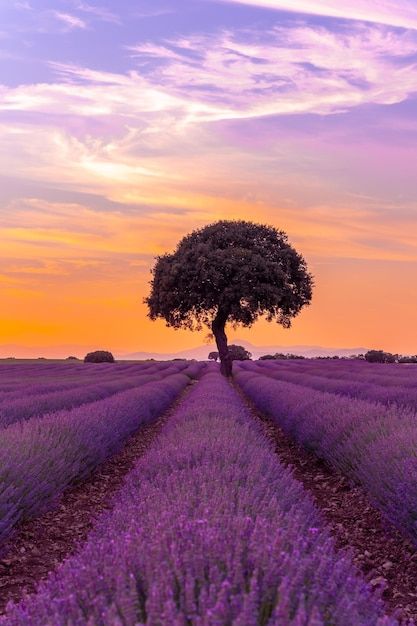 Photo champ de lavande au coucher du sol... | Premium Photo #Freepik #photo #bouquet-lavande #lavande-fleur #nature-soleil #prairie Day Trips From Madrid, Field At Sunset, Tunnel Of Love, Tropical Background, Nature Wallpapers, Blue Sky Background, Lavender Field, Spring Landscape, Landscape Scenery