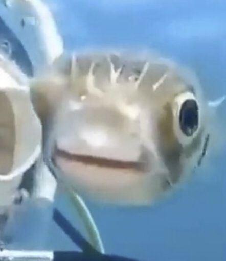 Fish 🐟🐟🐟🐟 Fish Eye Pfp Funny, Fish Profile Picture, Fish Pfp Aesthetic, Fish Side Profile, Fish Matching Pfp, Animals Pfp, Fish Pfp, Fish Sides, Disney Canvas Art