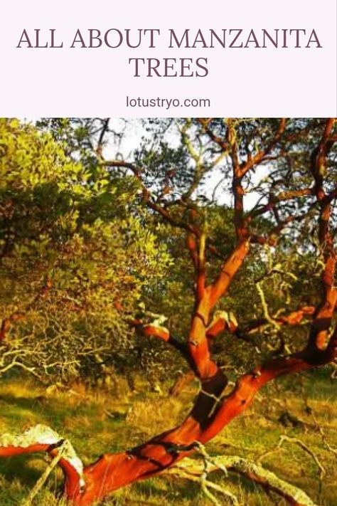 Discover everything you need to know about Manzanita trees, including their origin, unique characteristics, historical significance, and care tips. Manzanitas are known for their curved trunks, glossy leaves and vibrant colors, making them a fantastic addition to any garden. Whether you're interested in defining adaptations for resilience or learning how to care for Manzanita trees, our comprehensive overview covers it all. Perfect for gardening enthusiasts and nature lovers alike! Manzanita Tree, Unique Trees, Tree Care, Unique Characteristics, Nature Lovers, Natural Wonders, Amazing Nature, Care Tips, Ecology