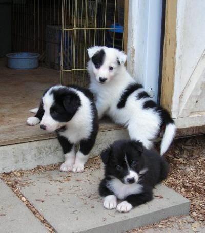 Livestock Guardian Dog, British Car, Cute Borders, Anatolian Shepherd, Collie Puppies, Border Collie Puppies, Dog Pics, Muddy Paws, Border Collie Dog