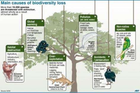 In the EU, around one in four species are considered "threatened with extinction" Biology Science Fair Projects, Biodiversity Loss, Nutrient Cycle, Biology Projects, Biodiversity Conservation, Habitat Destruction, Archaeology News, Food Web, Science Fair Projects