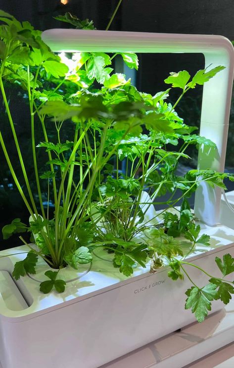 Tips for growing click and grow parsley Growing Parsley Indoors, Mystical Plants, Grow Parsley, Click And Grow, Spell Ingredients, Growing Parsley, Witchy Garden, Witch Herbs, Witch Garden