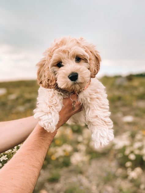 Cockadoodle Puppy, Miniature Cockapoo, Brown Cockapoo, Mini Cockapoo, 2024 Manifestations, Cockapoo Puppy, Puppy Photography, Cockapoo Puppies, Dream Dog