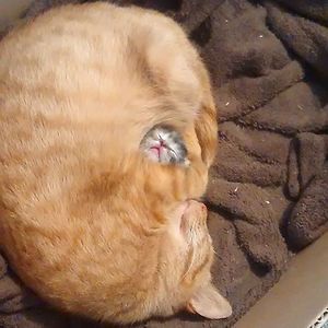 Mom And Her Baby Regnul Animal, Söt Katt, Airbrush Art, Cute Kittens, Sweet Animals, Funny Animal Pictures, My Cat, Animal Memes, 귀여운 동물