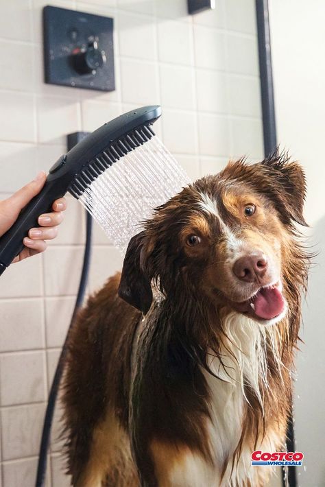 Dog showerhead Dog Station, Dog Spa, Dog Washing Station, Dog Wash, Dog Shower, Indoor Dog, Bad Dog, Pet Life, Nozzles