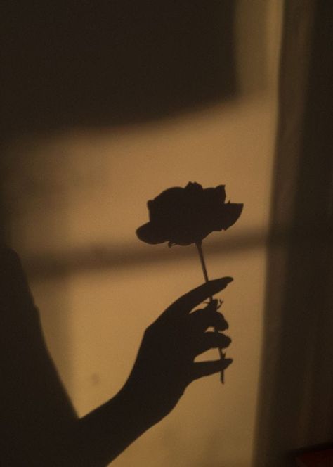 Flower Shadow Photography, Flower Profile Picture, Shadow Pics, Light And Shadow Photography, Hand Shadows, Girl Shadow, Iphone Wallpaper Landscape, Aesthetic Roses, Iconic Wallpaper