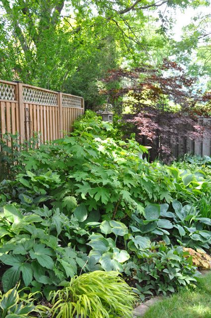 Three Dogs in a Garden: A Shade Garden in Oakville, Ontario Oakleaf Hydrangea Landscape, Landscaping Along Fence, Hydrangea Landscaping, Shade Garden Design, Shade Gardening, Shade Garden Plants, Hosta Gardens, Shade Gardens, Oakville Ontario