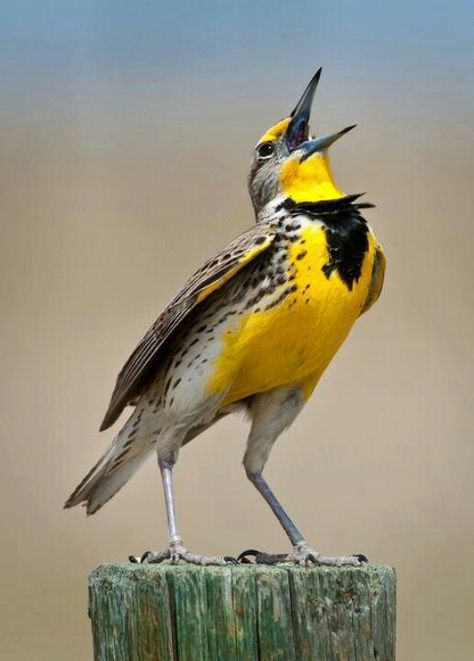 Meadow lark. Meadow Lark. Meadowlark birds or Meadowlarks are birds belonging to the genus Sturnella in the New World family Icteridae. This genus includes seven species of largely insectivorous grassland birds. In all species the male at least has a black or brown back and extensively red or yellow underparts. Meadow Lark Birds, Eastern Meadowlark, Lark Bird, Meadow Lark, Amazing Birds, Bird Carving, Fence Posts, Awesome Tattoos, Birds Of A Feather