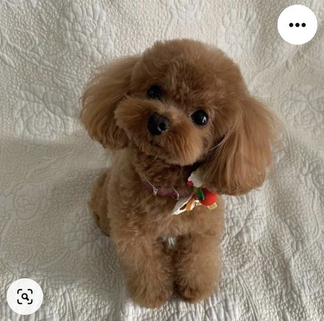 Mini Poodle Teddy Bear Haircut, Teacup Toy Poodle, Toy Poodle Puppies Haircuts, Toy Poodle Accessories, Teacup Poodle Haircut Styles, Toy Poodle Aesthetic, Mini Poodle Haircut, Dog Toys Aesthetic, Cute Poodles