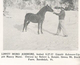 Lippitt Moro Ashmore Horse History, Morgan Horses, Morgan Horse, Horses, History, Animals