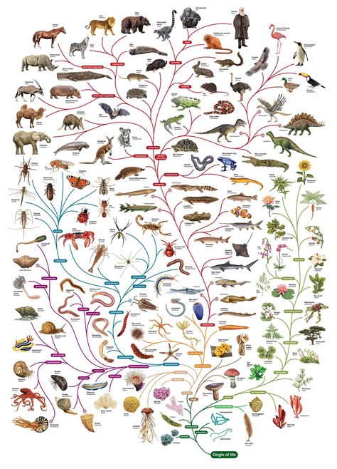 Awesome 11MB Tree of life poster! - Imgur Tree Of Life Evolution, Darwin Tree Of Life, Phylogenetic Tree, Theory Of Evolution, Animals And Plants, Natural Selection, Life Poster, Smart Auto, Charles Darwin