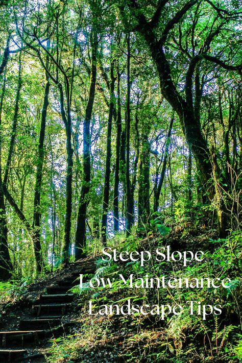 steep slope in the woods Path On Steep Slope, Landscape Ideas For Steep Bank, Hilltop Landscaping Ideas, Steep Bank Landscaping, Stream Landscape Design, Garden Steep Slope, Rocky Hillside Landscaping Ideas, Steep Garden Steps, Natural Hillside Landscaping