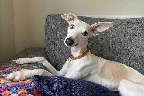 Rescue Dog | Whippet | Gertie | Dogs Trust Whippet Rescue, Dog Whippet, Rehome Dog, Largest Dog, Cheeky Girls, Dogs Trust, Foster Family, Learning To Trust, Rescue Dog