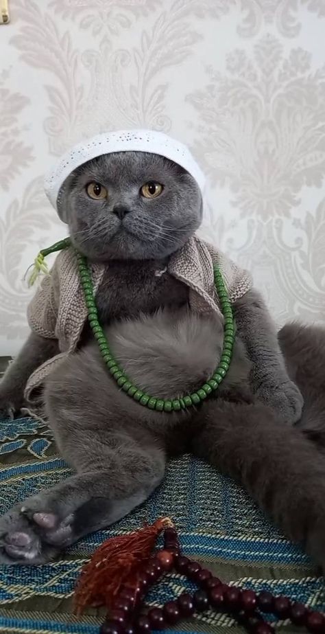 Domestic Cat Breeds, Estilo Hijab, Funny Cat Wallpaper, All World, Wallpaper Ipad, Cute Cat Wallpaper, Cute Cats Photos, Baby Kittens, Cat Funny