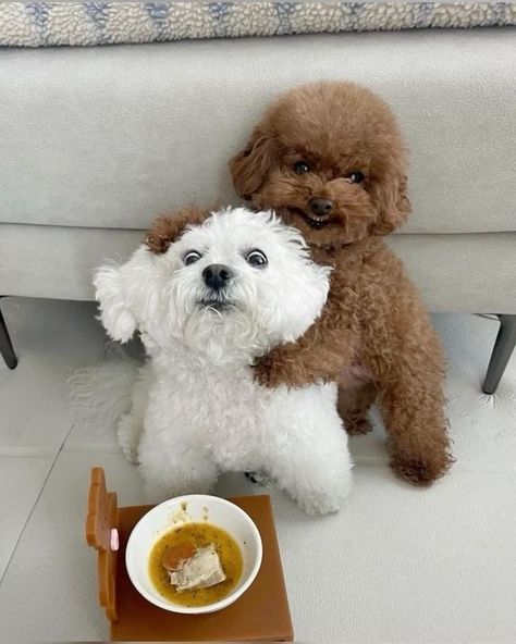 Smartest Dog Breeds, Cute Small Dogs, 강아지 그림, Cute Animals Puppies, Very Cute Dogs, Smart Dog, Silly Dogs, Cute Animals Images, Silly Animals