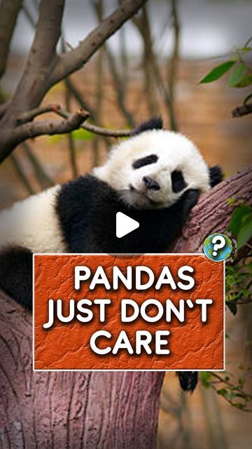 Funny Pandas Videos, Silly Panda, Panda Videos, Pandas Playing, Panda Gif, Panda Bears, Funny Pets, Panda Love, In The Jungle