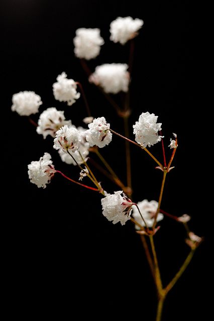 Gypsophila Baby's Breath Babys Breath Drawings, Babies Breath Flowers, Baby Breath Drawing, Baby's Breath Flower Drawing, Babies Breath Aesthetic, Baby Breath Flower, Gypsophila Tattoo, Baby's Breath, Baby Breath