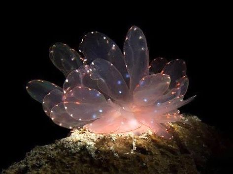 La vie est belle on Twitter: "Cyerce elegans sea slugs… " Cyerce Elegans, Deep Sea Creatures, Sea Snail, Sea Slug, Beautiful Sea Creatures, Slug, Ocean Creatures, Marine Animals, Ocean Animals