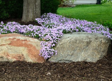 Low-Maintenance Ground Covers: The Best Ones for Your Yard - Bob Vila Phlox Ground Cover, Rockery Garden, Creeping Phlox, Ground Covers, Lush Lawn, Ground Cover Plants, Flower Landscape, Colorful Garden, Potting Soil