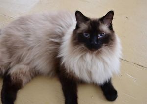 Long Haired Cat, Hypoallergenic Cats, Balinese Cat, Dream's Cat, Gallery Ideas, Ragdoll Cats, Long Haired Cats, Siamese Kittens, Cats Kittens