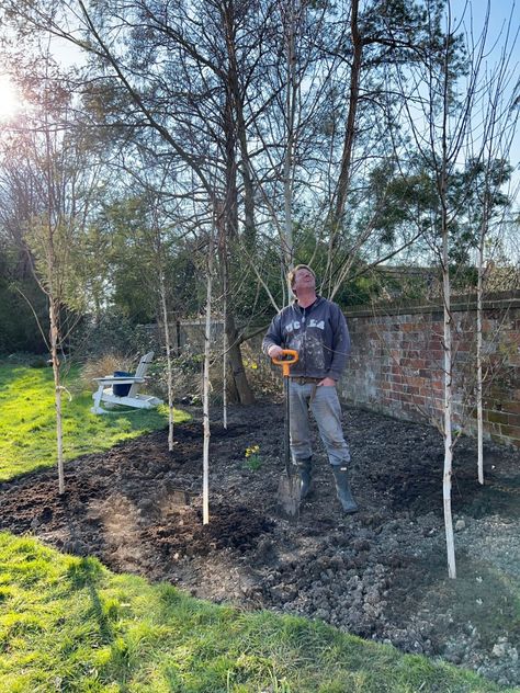 Birch Garden Ideas, Birch Tree Garden, Birch Garden, Tree Border, Birch Tree Landscaping, Silver Birch In Small Garden, Birch Tree Garden Landscape Design, Tree Branch Garden Edging, Birch Tree Planting