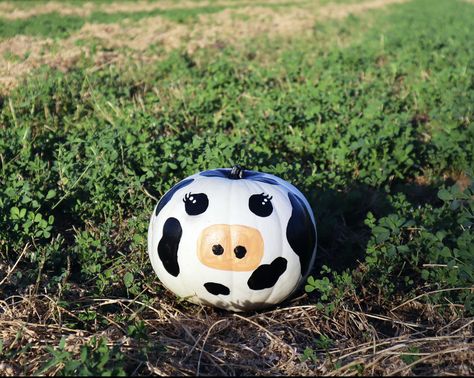 Cow Print Pumpkin Painting, Cow Painted Pumpkin, Pumpkin Painting Ideas Cow, Cow Pumpkin Painting, Pumpkin Cow, Cute Painted Pumpkin Ideas, Cow Pumpkin, Decorated Pumpkins, Creative Pumpkin Painting