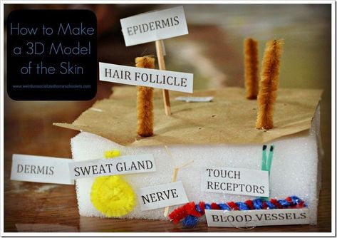 How to Make a 3D Model of the Skin Skin Model Project, Integumentary System Project, Human Body Unit Study, Skin Anatomy, Human Body Science, Human Body Activities, Integumentary System, Human Body Unit, Education Games