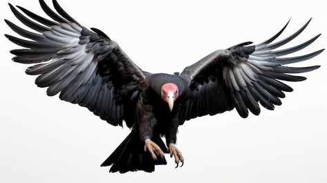 Cóndor de california pájaro cuerpo compl... | Premium Photo #Freepik #photo #cuervo #aguila #flying-bird #pajaros Interesting Creatures, California Condor, Flying Bird, Matching Tattoo, Premium Photo, Circus, Vikings, California, Collage