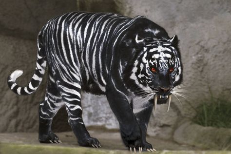 Black Tiger | black_tiger_by_chrischanaud Melanistic Animals, Albino Animals, Tiger Pictures, Big Cats Art, Black Tiger, Pet Tiger, Black Tigers, Unusual Animals, Rare Animals