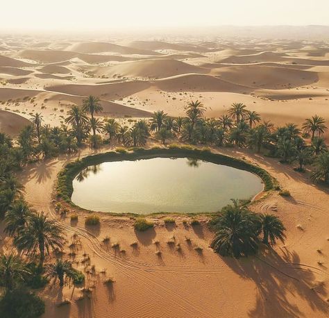 Siwa Oasis, Desert Aesthetic, Socotra, Desert Environment, Desert Life, Desert Oasis, المملكة العربية السعودية, Fantasy Places, In The Desert