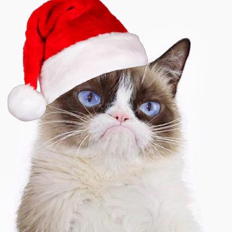 https://www.facebook.com/TheOfficialGrumpyCat/photos/a.435475966488146/1190351377667264/?type=1 Grumpy Cat Images, Grumpy Cat Christmas, Cat Whisperer, F2 Savannah Cat, Cat Images, Cat Spray, Savannah Cat, Angry Cat, Cat Plush