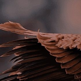 Orange Wings Aesthetic, Brown Wings Aesthetic, Winged People Art, Exiled Aesthetic, Harpy Aesthetic, Wings Aesthetics, Wings Aesthetic, Goddess Aesthetic, Medieval Life