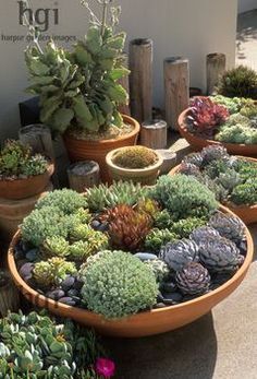 Shallow planter ideas Succulent Bowls, Succulent Landscape Design, Succulent Landscaping, Types Of Succulents, Hanging Succulents, Aloe Plant, Growing Succulents, Succulent Gardening, Mini Succulents