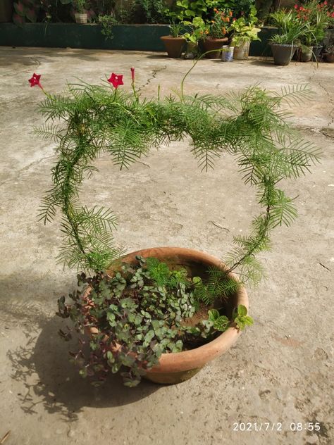 Here's a new way to grow a cypress vine wind it around a wire frame tha you can shape however you like mine was supposed to look like a kitty face guess that's not happening.  Waiting for the right season for the flowers to bloom in their full glory . Cypress Vine Ideas, Chicken Wire Ghost, Vine Ideas, Cypress Vine, Aesthetic Plants, Plants Pots, Small Balcony Garden, Garden Vines, Plant Growing