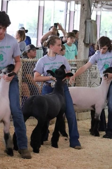 Sheep Showing Tips, Sheep Showmanship, Ffa Lamb, Lamb Showing, Show Lambs, Sheep Showing, Lamb Pictures, Livestock Showing, Livestock Judging