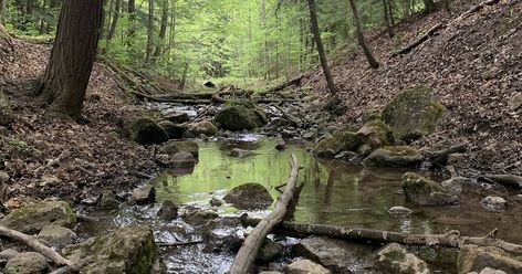 Collingwood Ontario, Hiking Spots, Forest View, Winter Hiking, Cross Country Skiing, Nature Trail, Great Food, Magical Forest, Mountain Top