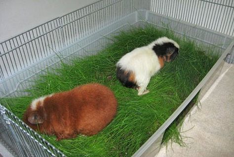 Growing Wheat Grass, Growing Wheat, Guinea Pig Diy, Guinea Pig Food, Guinea Pig House, Guinea Pig Bedding, Pet Guinea Pigs, Guinea Pig Toys, Guinea Pig Care