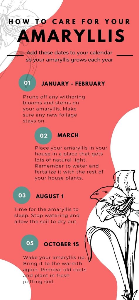 How to Care for Your Amaryllis After it Has Bloomed - Florissa Amarilis Flower, Amaryllis Flower Meaning, How To Care For Amaryllis Bulbs, How To Care For Amaryllis After Blooming, Waxed Amaryllis Bulbs Display, What To Do With Amaryllis After It Blooms, Amaryllis Meaning, Amaryllis Arrangement, Amaryllis Care