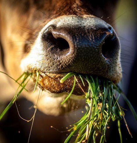 Dutch Farms, Jersey Cow, Brown Cow, Dairy Cows, Farms Living, Dairy Farms, Down On The Farm, A Cow, Rural Life