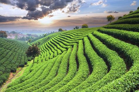 Tea plantations are famous for the designs they create on hillsides. (Photo: zhudifeng/iStock) Teracce Ideas, Terrace Farming, Hillside Farming, Farming Ideas, City Of Petra, Modern Farmer, Farming System, Tour Around The World, Agricultural Land