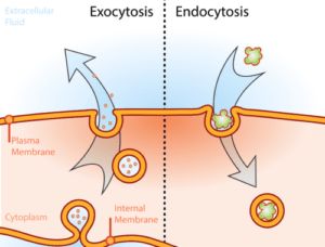 Vesicular transport of Macromolecules across the cell membrane, Endocytosis & Exocytosis Nursing School Pharmacology, Membran Sel, Cell Transport, Mcat Study, Plasma Membrane, Biology Classroom, Study Hacks, Pharmacology Nursing, Biology Lessons