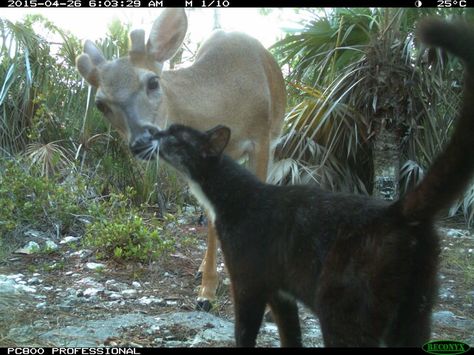 It wasn't really what scientists meant to study when they set the camera traps — but it was a nice surprise. Trailcam Animals, My Two Personalities, Two Personalities, Cat Camera, Pet Cam, Trail Cam, Different Types Of Animals, Trail Camera, Camera Photos