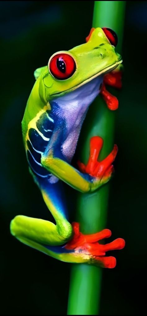 Colorful Frogs Pictures, Tree Frog Art, Frog Photos, Colorful Frogs, Colourful Animals, World Facts, Real Animals, Frog Tattoo, Red Eyed Tree Frog