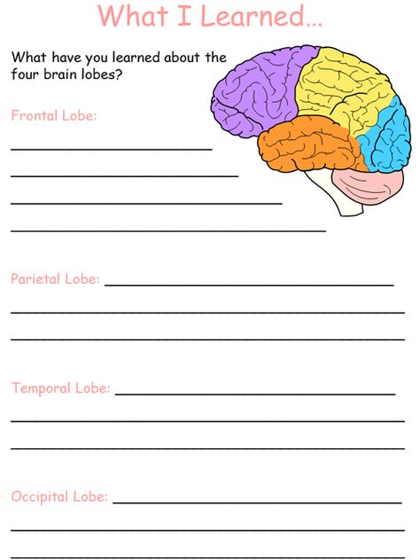 What I Learned about Brain Lobes Worksheet #brain #psychology #science #kids #worksheets #education #learn Brain Psychology, Brain Lobes, About Brain, Occipital Lobe, Science Kids, Preschool Tracing, Biology Facts, Frontal Lobe, Kids Worksheets