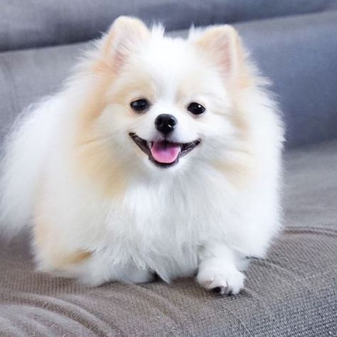 Criadero de Pomerania Pomeranian Haircut, Pomeranian Spitz, Boo The Dog, Most Beautiful Dogs, Cute Dog Pictures, Cute Little Puppies, Pomeranian Dog, Pomeranian Puppy